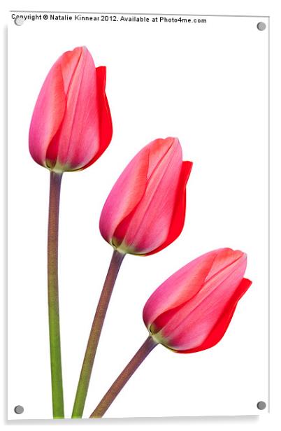 Red Tulip Trio Acrylic by Natalie Kinnear