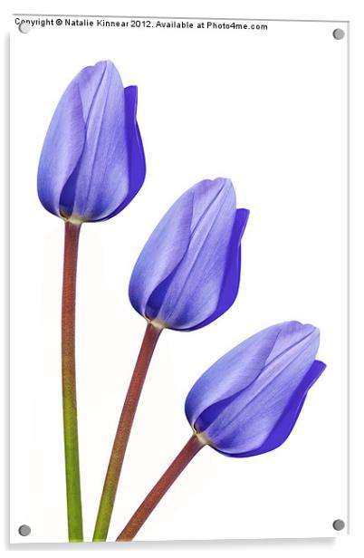 Purple Tulip Trio Acrylic by Natalie Kinnear