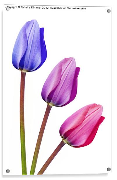 Trio of Tulips Purple Lilac Pink Acrylic by Natalie Kinnear