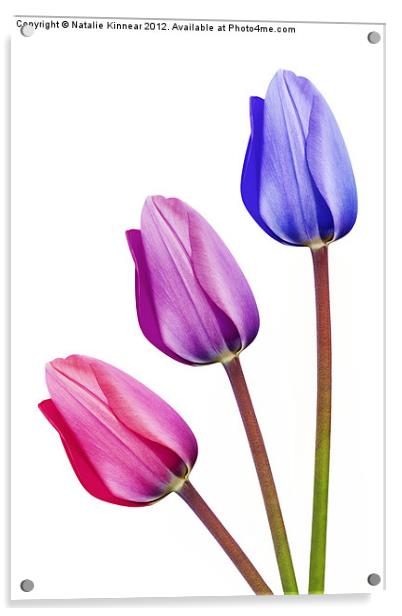 Three Tulips Pink Lilac Purple Acrylic by Natalie Kinnear