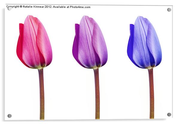 Pink Lilac Purple Tulips in a Row Acrylic by Natalie Kinnear