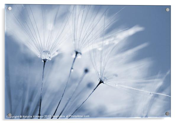 Dusty Blue Dandelion Clock and Water Droplets Acrylic by Natalie Kinnear