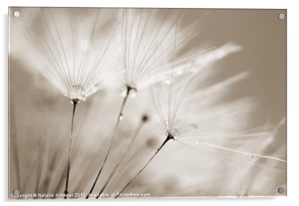 Sepia Dandelion Clock with Water Droplets Acrylic by Natalie Kinnear