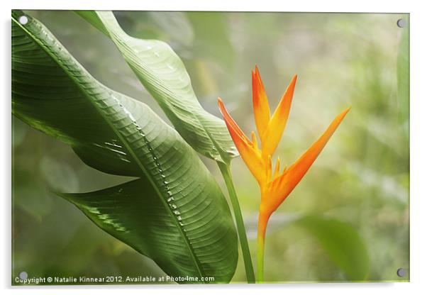 Tropical Flower Acrylic by Natalie Kinnear
