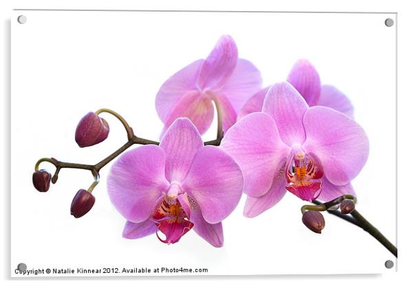 Orchid Flowers - Pink Acrylic by Natalie Kinnear