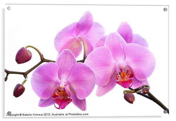 Orchid Flowers II - Pink Acrylic by Natalie Kinnear