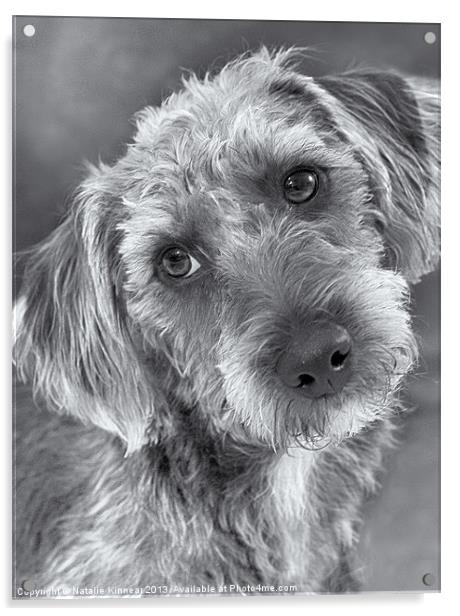 Cute Pup in Black and White Acrylic by Natalie Kinnear