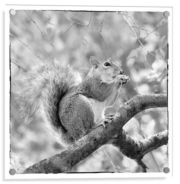Squirrel in a Tree - Black and White Acrylic by Natalie Kinnear