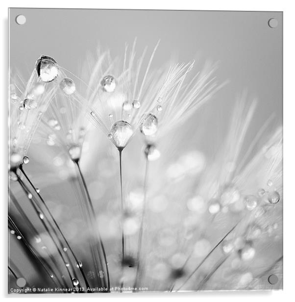 Dandelion Seed with Water Droplets in Black and Wh Acrylic by Natalie Kinnear