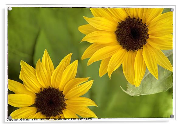 Sunflowers Acrylic by Natalie Kinnear