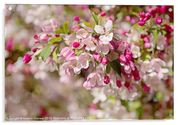 Beautiful Blossom Acrylic by Natalie Kinnear