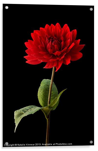 Red Dahlia Flower against Black Background Acrylic by Natalie Kinnear