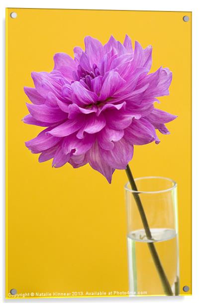 Pink Dahlia in a Vase with Yellow Orange Backgroun Acrylic by Natalie Kinnear