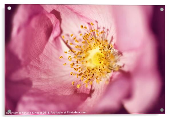 Pink Rose Flower Photographic Close Up Acrylic by Natalie Kinnear