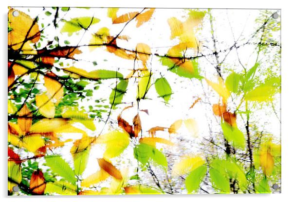 Leaves Splash Abstract 1 Acrylic by Natalie Kinnear