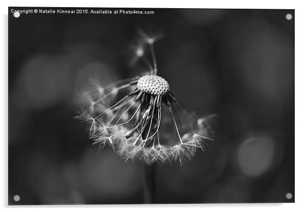 The Underrated Dandelion 2 Acrylic by Natalie Kinnear