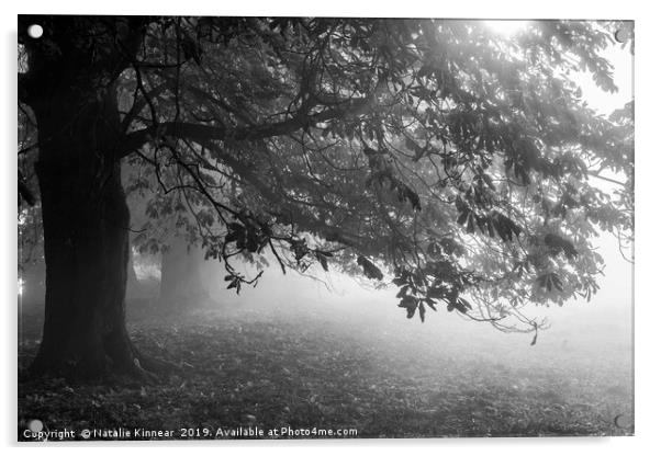 Autumn Tree in Mist and Sunlight Acrylic by Natalie Kinnear