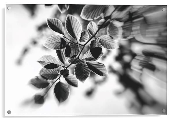 Black and White Leaves Abstract Acrylic by Natalie Kinnear