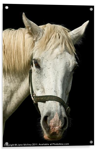 White Horse Portrait Acrylic by Jane McIlroy