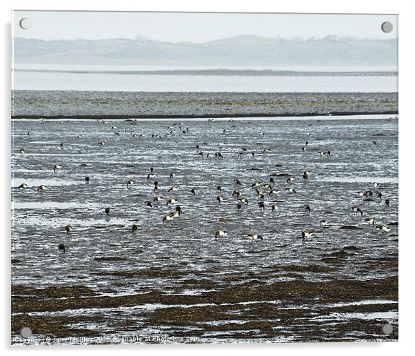 Winter Brent Geese, Strangford Lough Acrylic by Jane McIlroy
