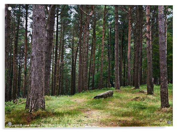 Pine Forest, Killarney, Kerry, Ireland Acrylic by Jane McIlroy