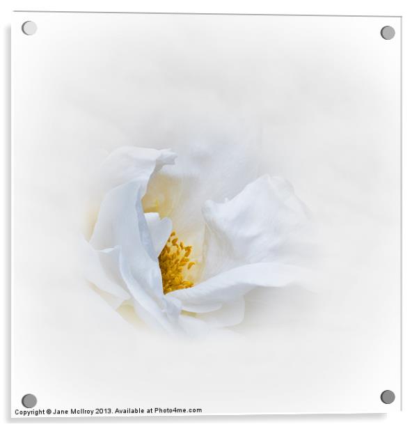 Dreamy White Rose Acrylic by Jane McIlroy