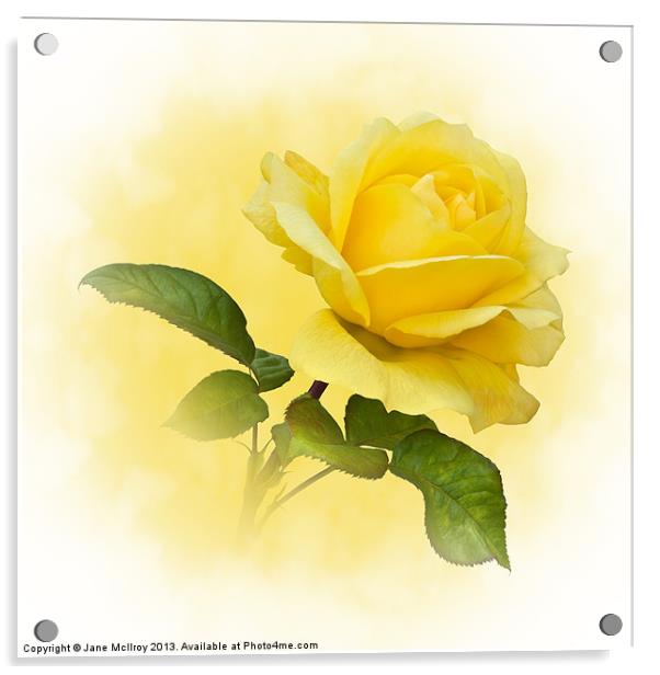 Golden Yellow Rose Acrylic by Jane McIlroy