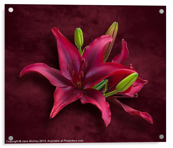 Red Lilies Acrylic by Jane McIlroy