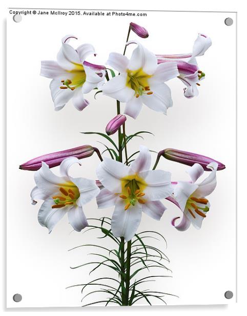  Pink and White Trumpet Lilies Acrylic by Jane McIlroy