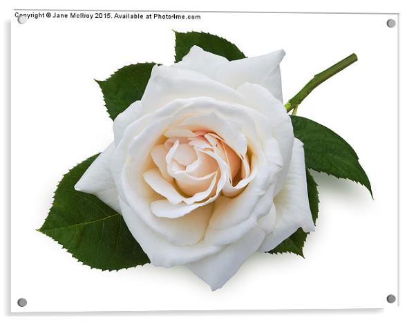 White Rose Acrylic by Jane McIlroy