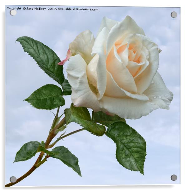 Single White Rose Acrylic by Jane McIlroy
