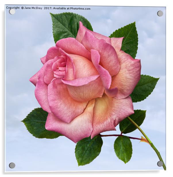 Single Pink Rose Acrylic by Jane McIlroy