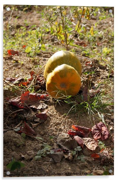 Pumpkin season Acrylic by Sandra Marques