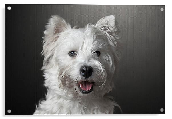 West Highland Terrier Acrylic by Gary Lewis