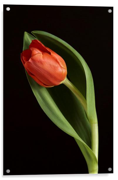 Red Tulip Portrait Acrylic by Gary Lewis