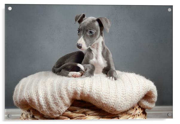 Whippet Puppy Portrait Acrylic by Gary Lewis