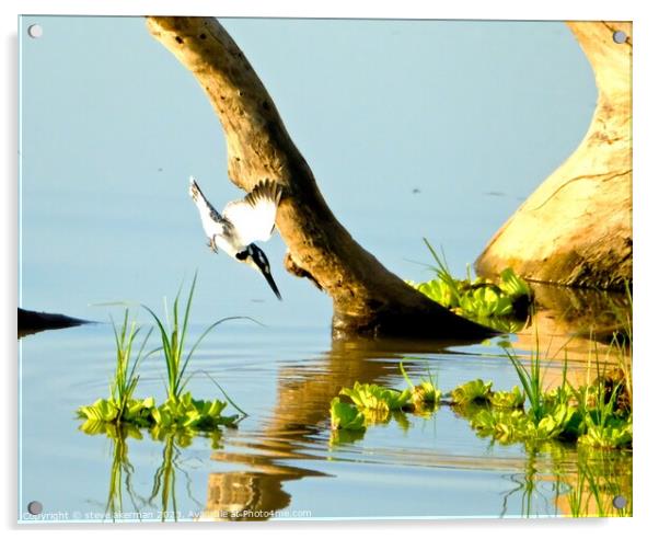 Pied Kingfisher feeding Acrylic by steve akerman