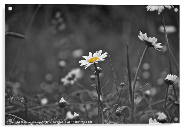 Black and white daisy Acrylic by steve akerman