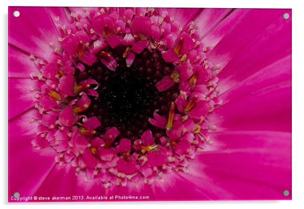 Pink gerbera Acrylic by steve akerman