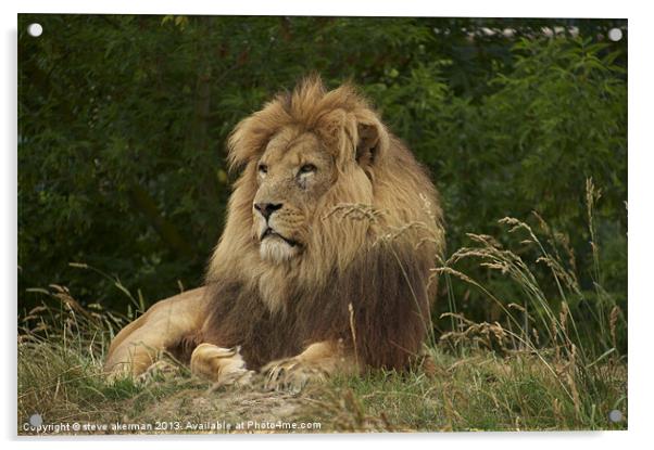 African lion resting Acrylic by steve akerman