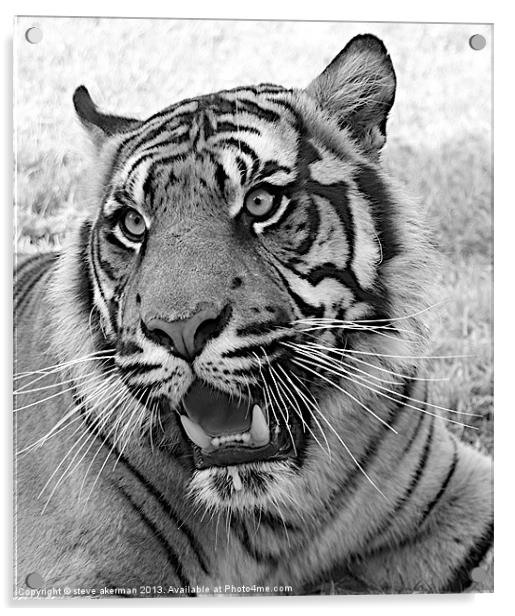 Bengal tiger black and white Acrylic by steve akerman