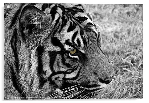 Bengal tiger in black and white Acrylic by steve akerman