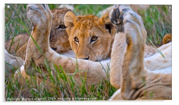        Lion cub having a feed.                     Acrylic by steve akerman