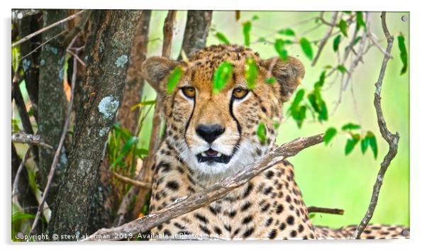 Cheetah in the Masia Mara Acrylic by steve akerman