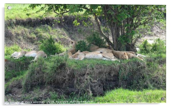       Lions sleeping after feeding.               Acrylic by steve akerman