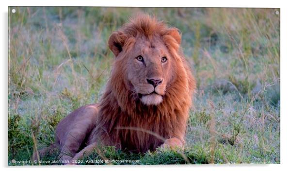 Male lion watching and waiting. Acrylic by steve akerman