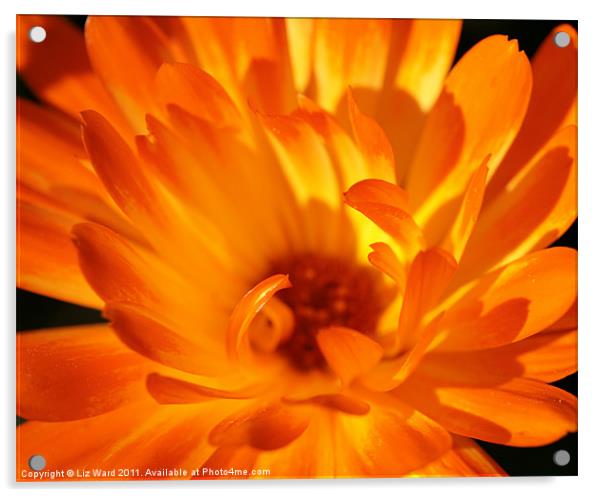 Bright Orange Acrylic by Liz Ward