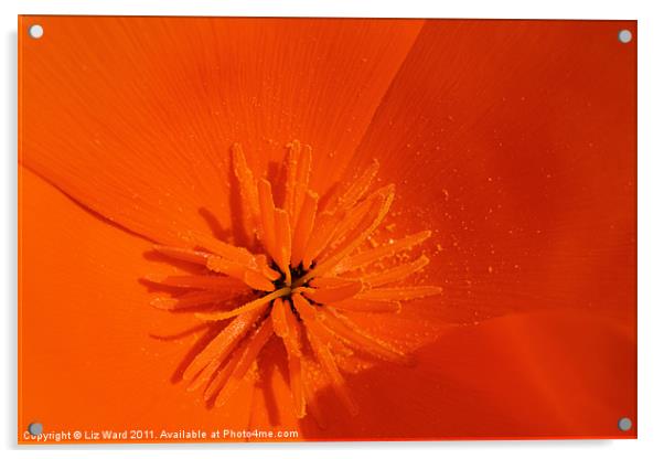 Big Bright Orange Acrylic by Liz Ward