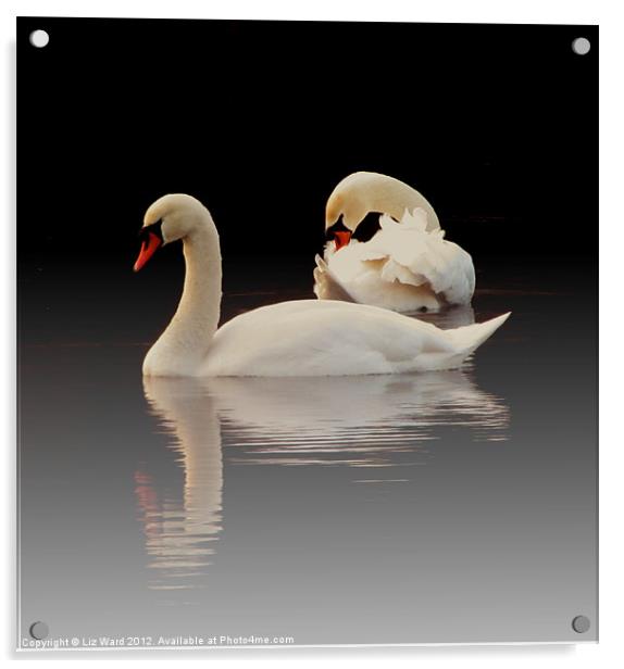 Beautiful Swans Acrylic by Liz Ward