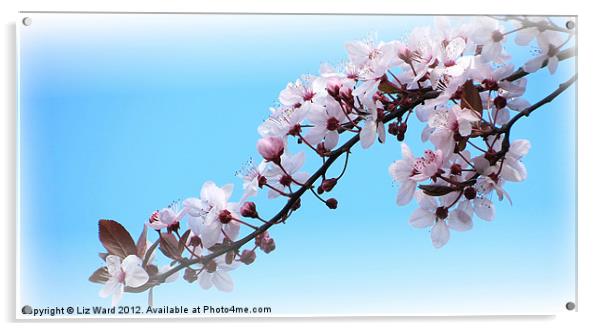 Cherry Blossom Time Acrylic by Liz Ward
